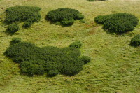 Lapa niedYwiedzia