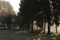 Pierwszy szron