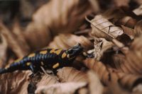 Salamandra g3owa