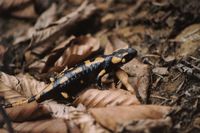 Salamandra bok