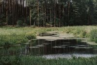 Odnoga