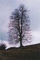 samotnik