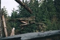Baba Jaga